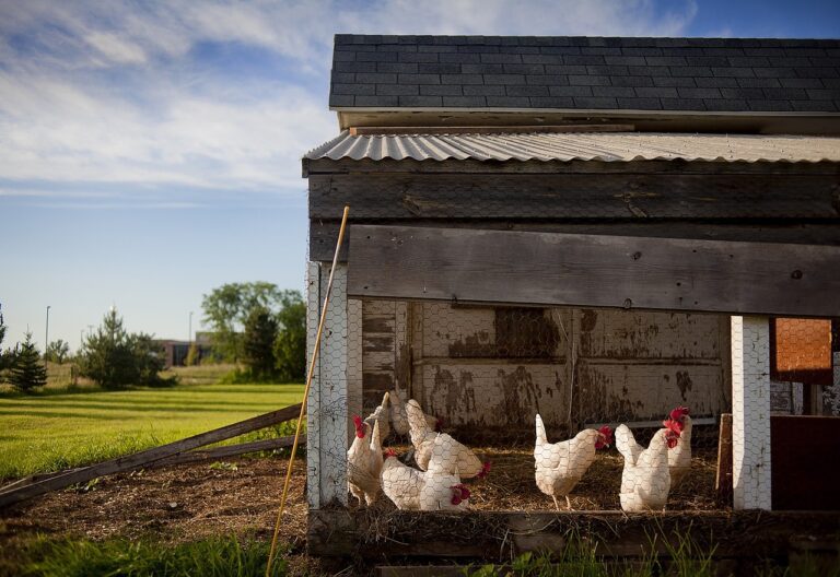 Hühnerstall selber bauen – Mit täglich frischen Eiern belohnt werden