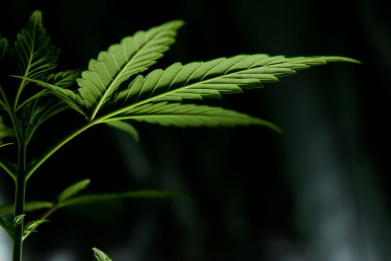 Cannabis-Regulierung in Deutschland: Aktuelle Entwicklungen