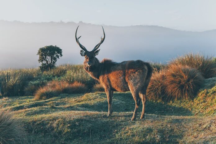 Entdecken Sie Sri Lankas Tierwelt: Unvergessliche Safaris